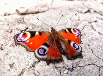 Close-up of butterfly