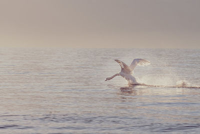 Bird flying over sea