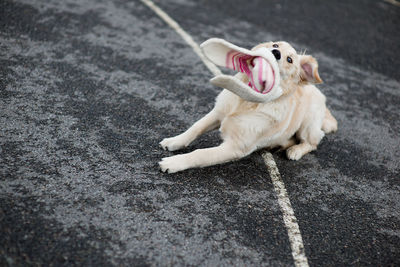 Tilt shot of golden retriever carrying knit hat in mouth on footpath