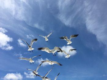 Low angle view of birds flying against sky