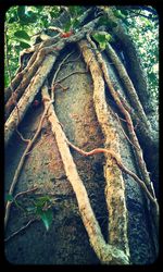 Close-up of tree trunk