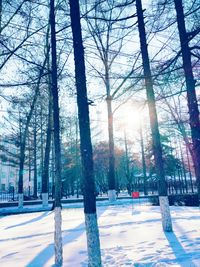 Trees against sky during winter