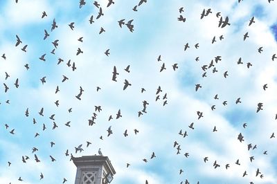 Low angle view of birds flying in sky