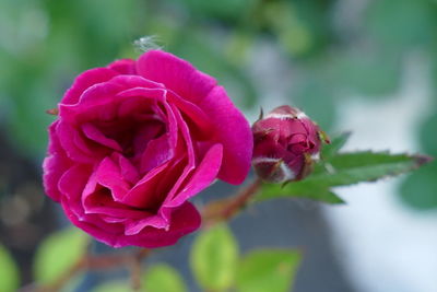 Close-up of pink rose