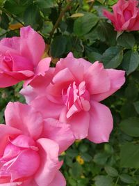 Close-up of pink roses