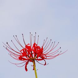 Low angle view of red flowering plant against clear sky