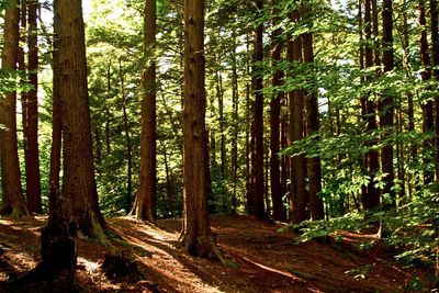 Trees in forest