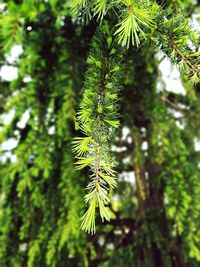 Close-up of pine tree