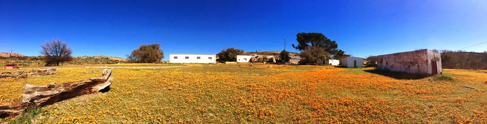 Scenic view of field by houses against clear blue sky