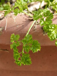 High angle view of plant on tree