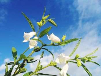 Low angle view of white flowering plant against blue sky