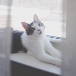 Portrait of cat on window sill