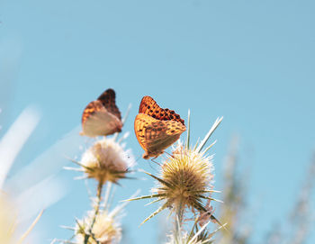Low angle view of butterfly on flower against sky