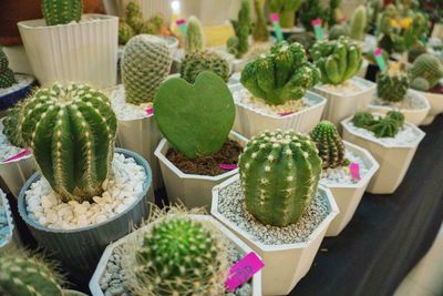 High angle view of succulent plants in market