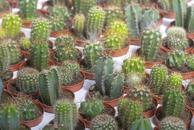 High angle view of succulent plants