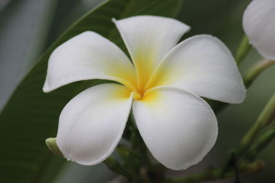 Close-up of frangipani blooming outdoors