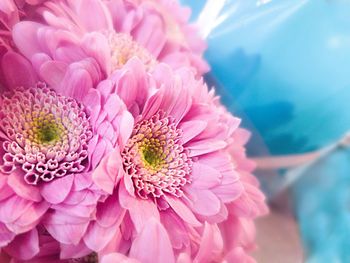 Close-up of pink flower