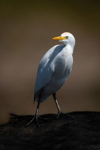 Close-up of bird