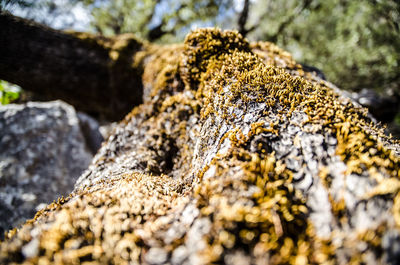 Close-up of lichen on rock