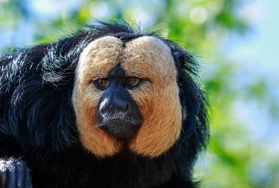 A saki monkey up close