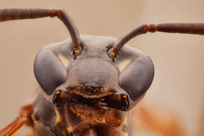 Close-up portrait of a lizard