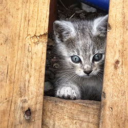 Close-up portrait of a cat