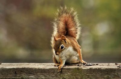 Squirrel on tree