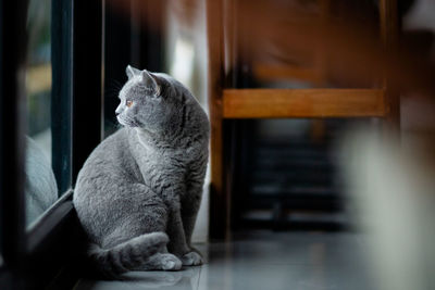 Cat sitting on floor at home