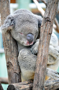 View of a koala bear on branch