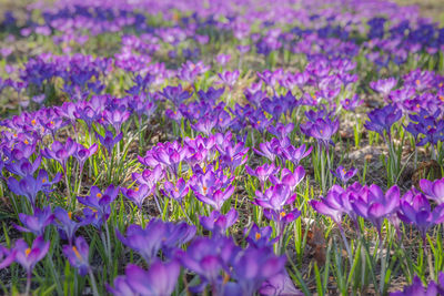 Close-up of purple crocus flowers on field