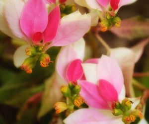 Close-up of pink flowers blooming outdoors