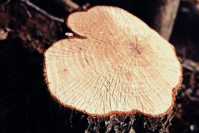 Close-up of mushroom growing on tree stump