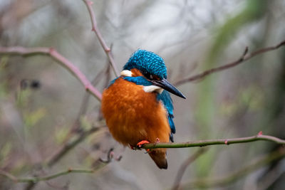 Close-up of bird perching on branch