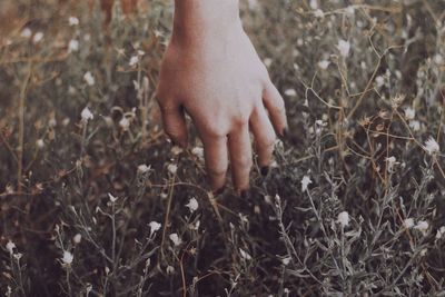 Close-up of hand touching plants on field