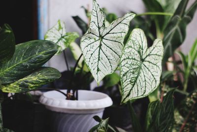 Close-up of potted plant