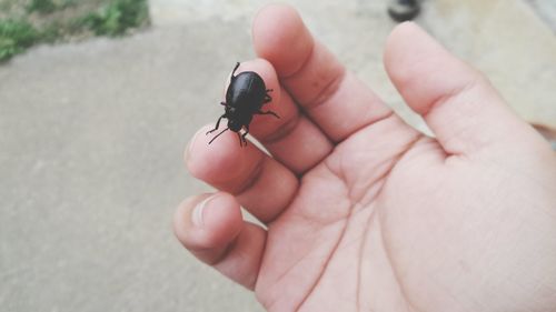Cropped hand with black insect