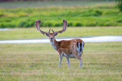 Deer standing on grassy field