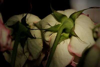 Close-up of rose plant