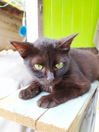 Portrait of cat relaxing outdoors