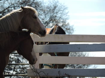 Horse standing in ranch