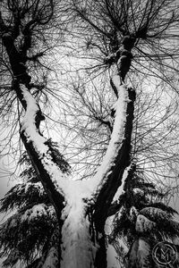 Low angle view of frozen bare trees against sky