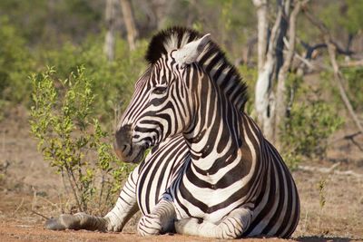 Zebra sitting on a land