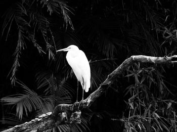 Close-up of bird perching on tree