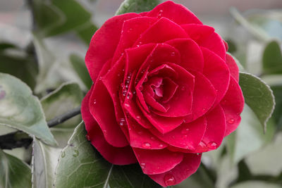 Close-up of wet rose