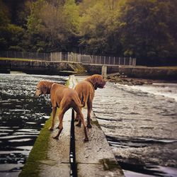 Dogs standing on bridge over river