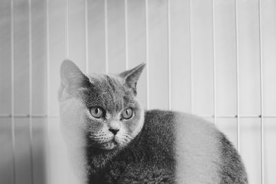 Close-up portrait of cat by wall