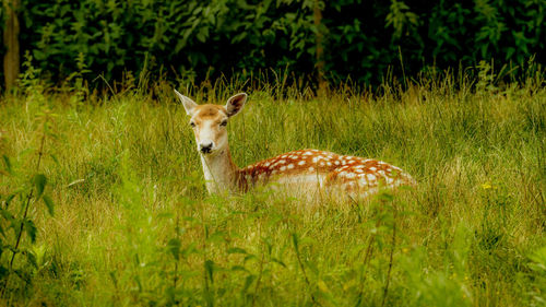 A deer resting on a field