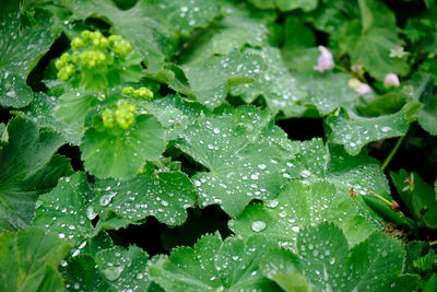 Close-up of wet plant leaves during rainy season