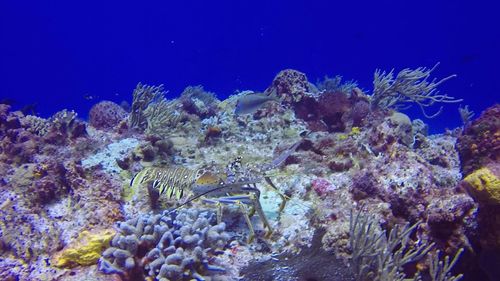 Close-up of coral swimming in sea