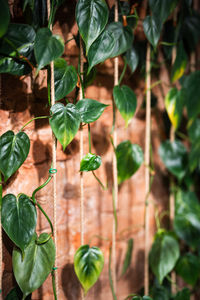 Close-up of green leaves